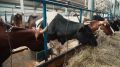 Александр Дронов посетил молочную ферму в Окуловском округе