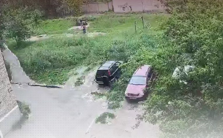 Новгородская прокуратура добилась денег с хозяев напавшего на девочку стаффа