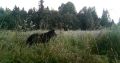 В нацпарке «Валдайский» обитает настоящий романтик