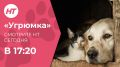 Как бездомная собака стала звездой фильма