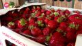 Новгородская клубника продолжит радовать жителей региона до ноября