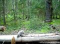 В Новгородской области фотоловушка сняла «почти сову» с длинным хвостом