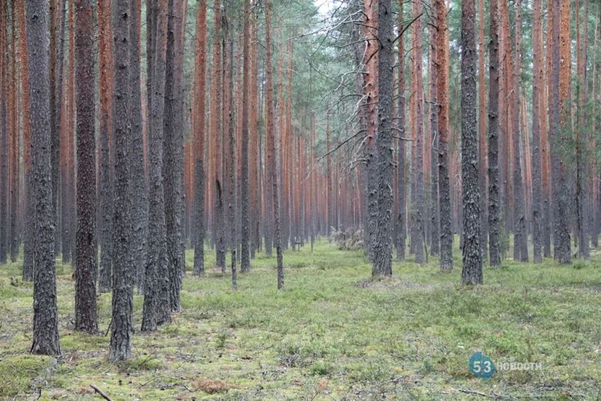 Сколько тратят средств на поиски одного заблудившегося в лесу?