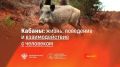 Кабан: среда обитания, роль в природе и меры предосторожности