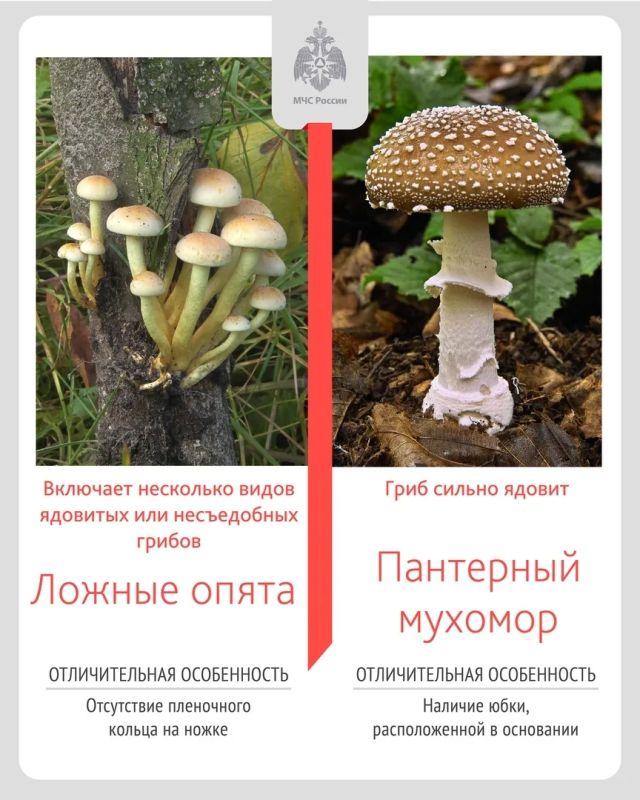 Не все грибы одинаково полезны Не все грибы одинаково полезны