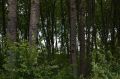 В новгородских лесах грибник нашёл «Змея Горыныча»