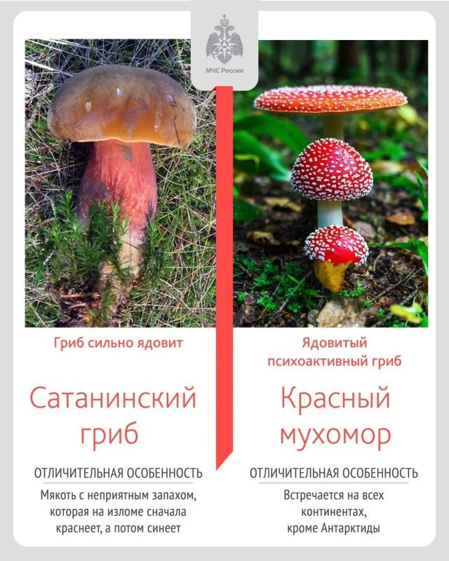 Не все грибы одинаково полезны Не все грибы одинаково полезны