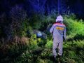 Два автомобиля столкнулись с лосем в Великом Новгороде