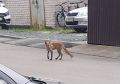 В Великом Новгороде лиса пришла «по адресу»