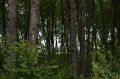 Опубликованы важные памятки для любителей «тихой охоты» в новгородских лесах