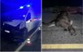 На М-10 в Новгородском округе скорая помощь врезалась в лося