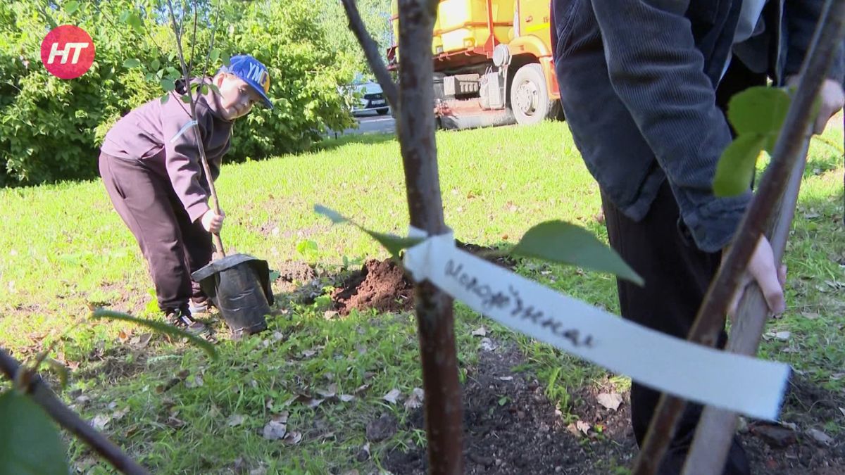 В Великом Новгороде в благодарность педагогам раскинулся вишневый сад В Великом Новгороде в благодарность педагогам раскинулся вишневый сад
