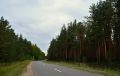 Новгородские грибники делятся тревожными прогнозами