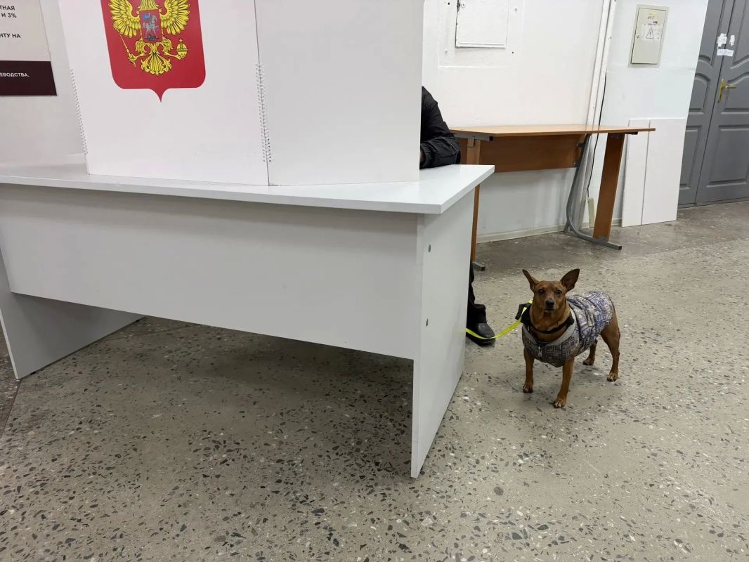 Утепленный по погоде пёс Вася помог хозяйке исполнить гражданский долг Утепленный по погоде пёс Вася помог хозяйке исполнить гражданский долг