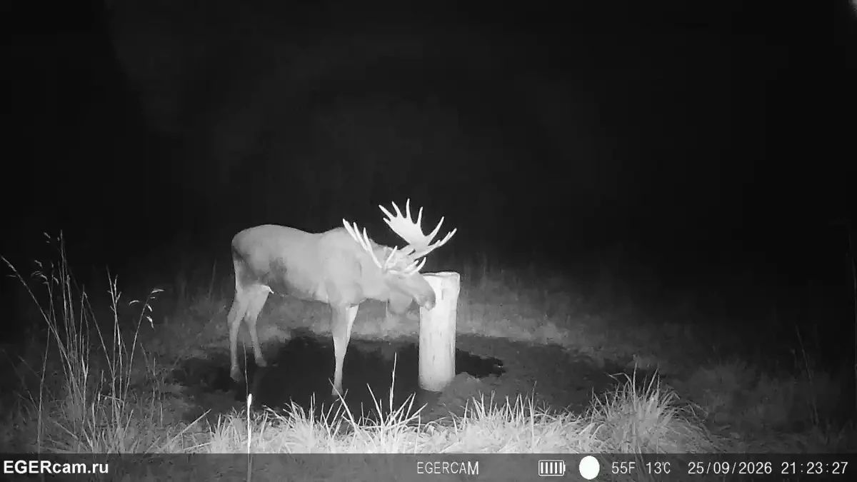 В новгородском лесу пришедшие полакомиться солью лоси угодили в фотоловушку