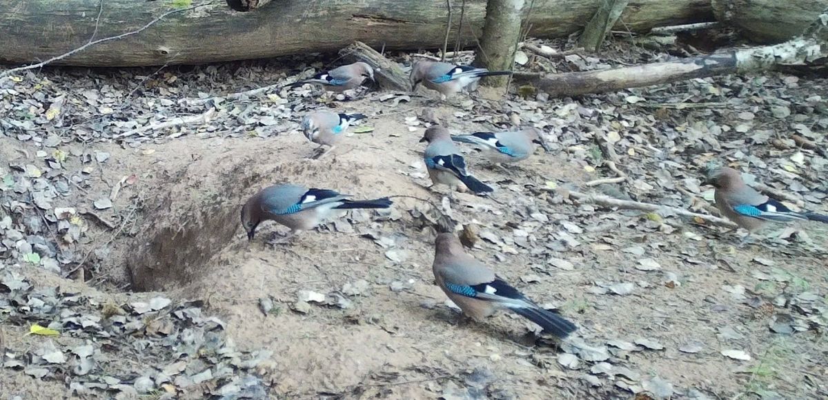 Фотоловушка Рдейского заповедника запечатлела целую стайку соек