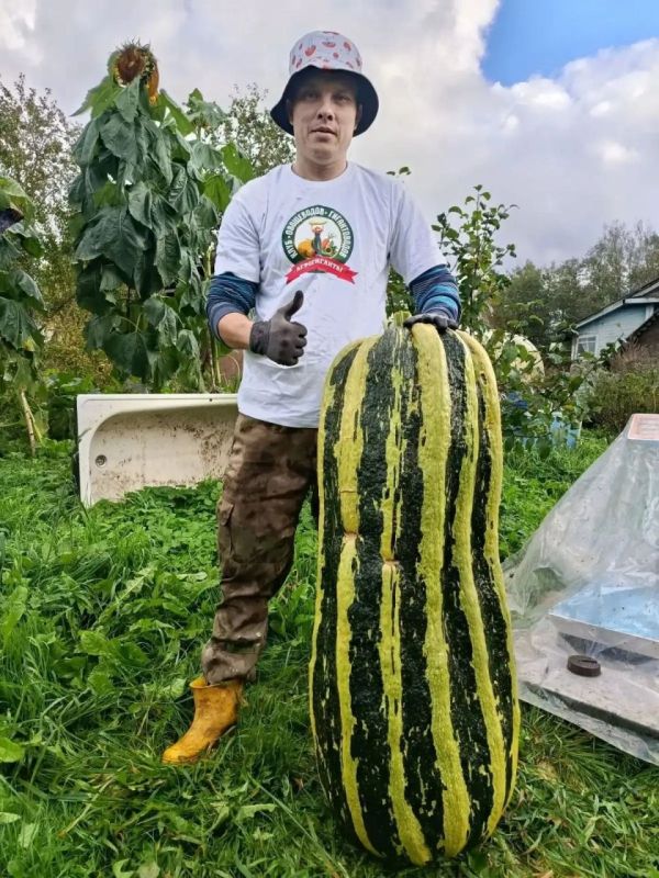 Супруги Войновы из Любытинского округа собирают урожай овощей-гигантов