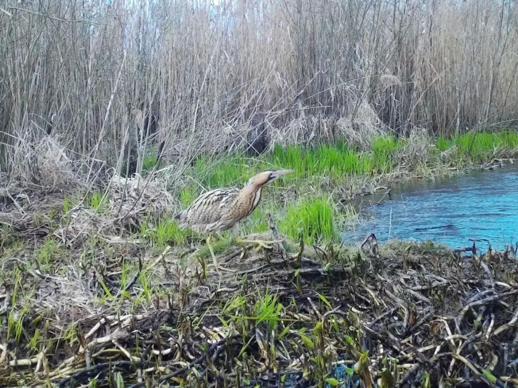 Большая выпь попала в фотоловушку Рдейского заповедника