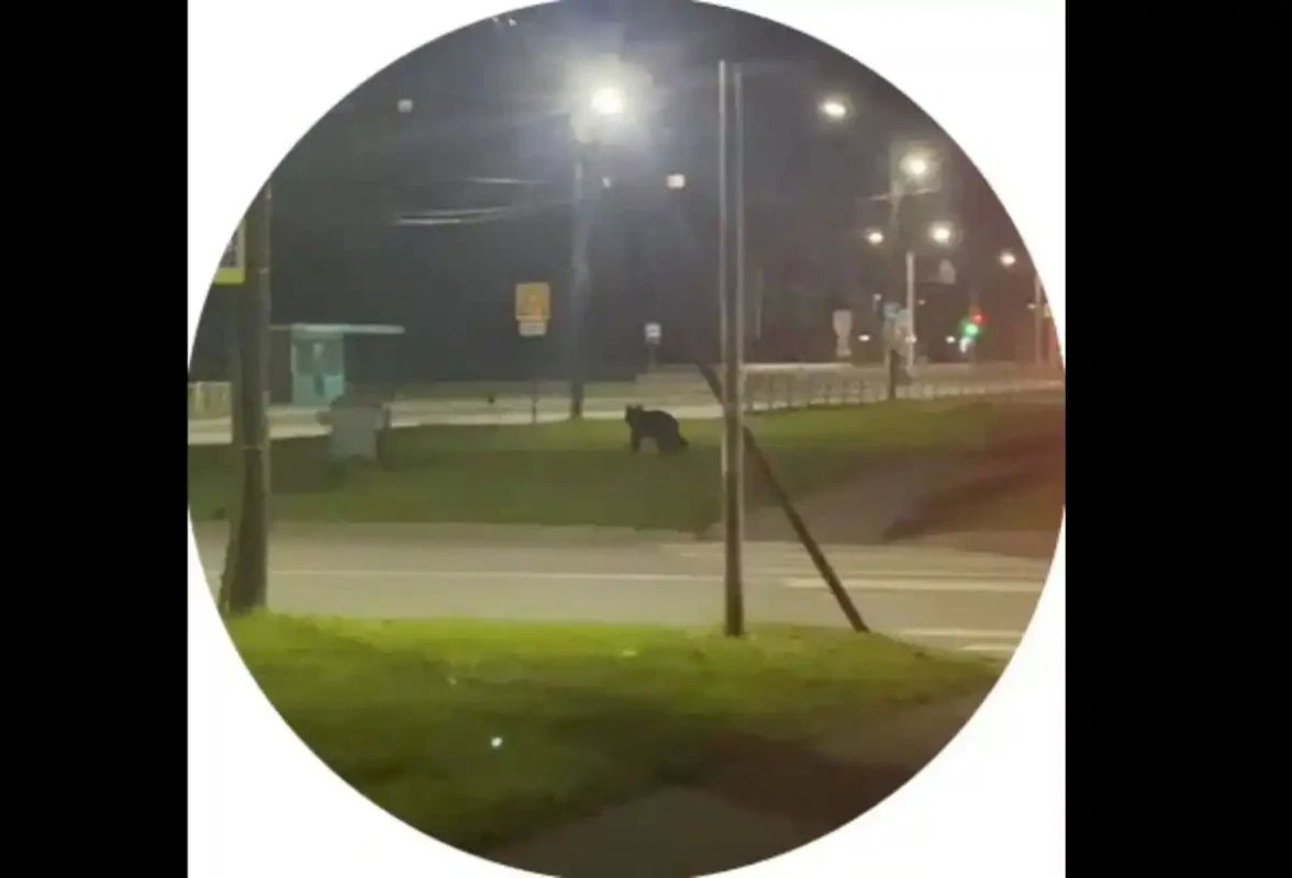 Ночью по Западному микрорайону Великого Новгорода бегал медведь Ночью по Западному микрорайону Великого Новгорода бегал медведь