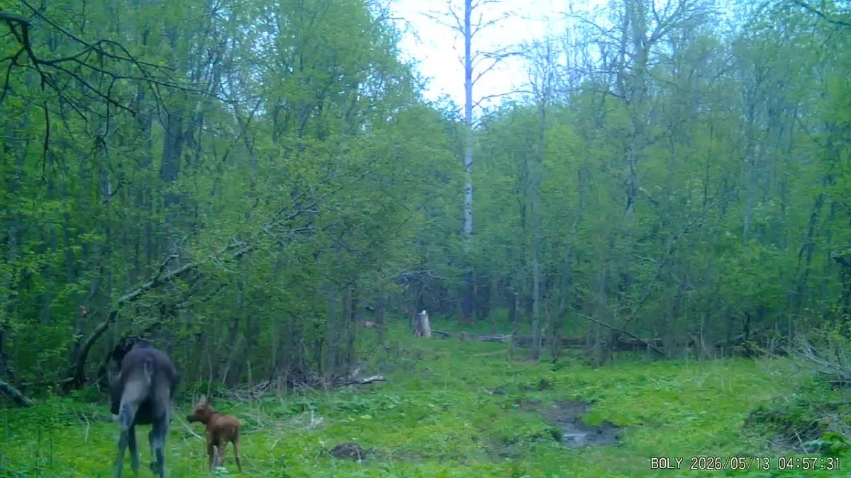 В нацпарке «Валдайский» фотоловушка сняла милое путешествие лосихи с детёнышем